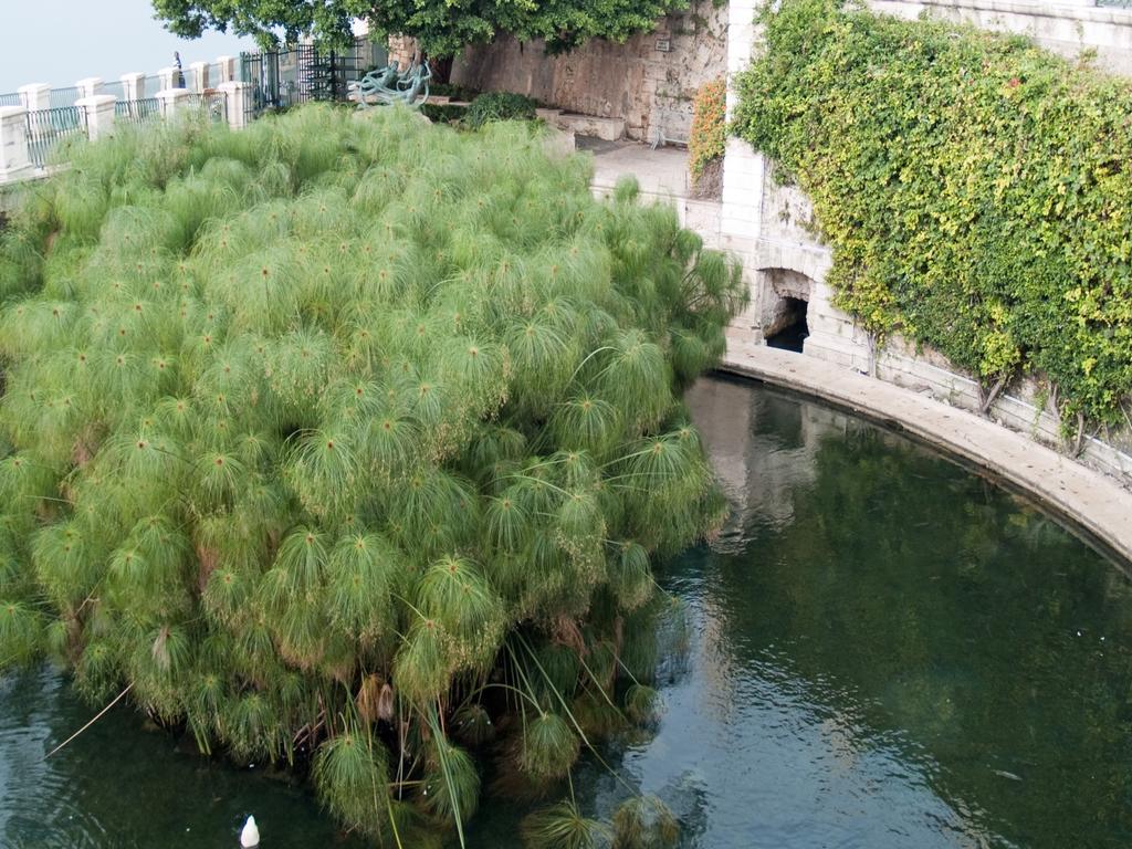 Corallia Syracuse